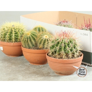CACTUS OV
