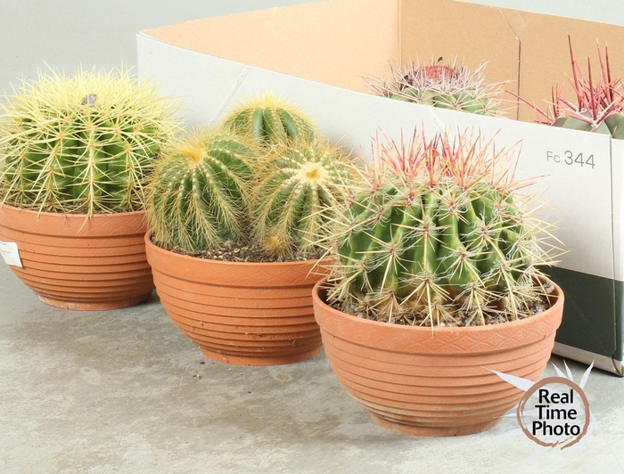 <h4>CACTUS OV</h4>