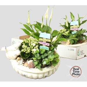 ARR KAMERPLANTEN H%