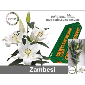 LI OT ZAMBESI