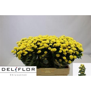 Chr San Pizarro Yellow