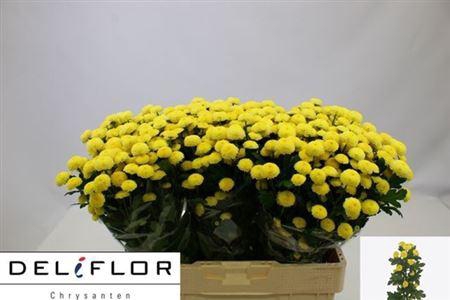 <h4>Chr San Pizarro Yellow</h4>