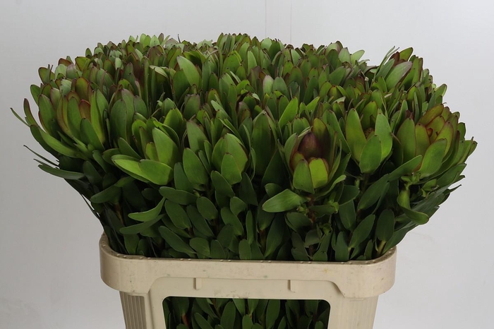 <h4>Leucadendron Goldstrike</h4>