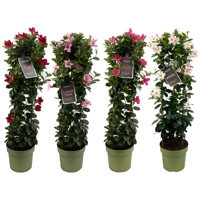 <h4>Mandevilla Sundaville Mix in toren (Dipladenia)</h4>