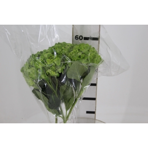 HORTENSIA FORCE 050 CM VERDE