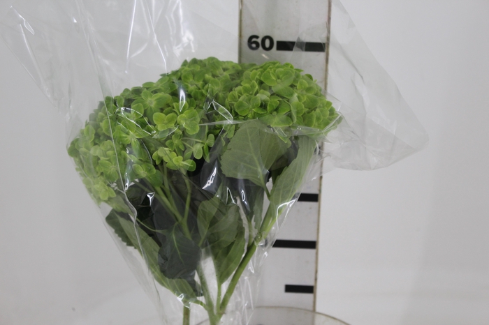 <h4>HORTENSIA FORCE 050 CM VERDE</h4>