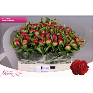 Paeonia Red Charm
