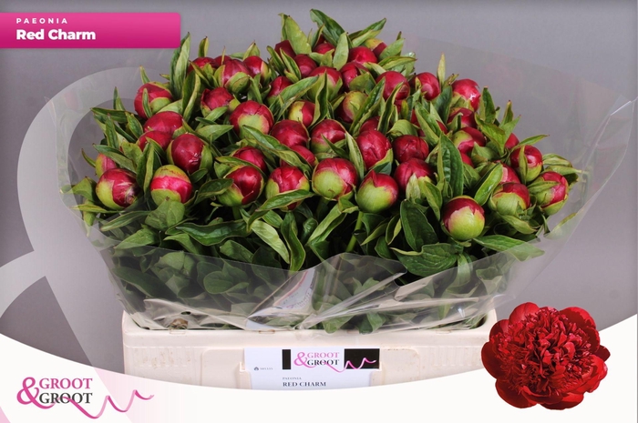 <h4>Paeonia Red Charm</h4>