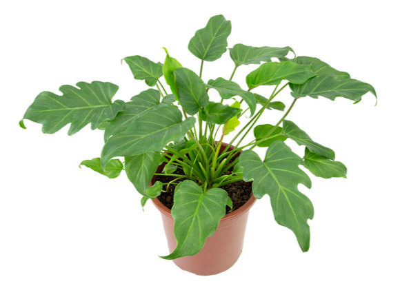 <h4>PHILODENDRON XANADU P23</h4>