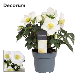 Helleborus n. Christmas Carol 9cm met etiket (xl) Decorum