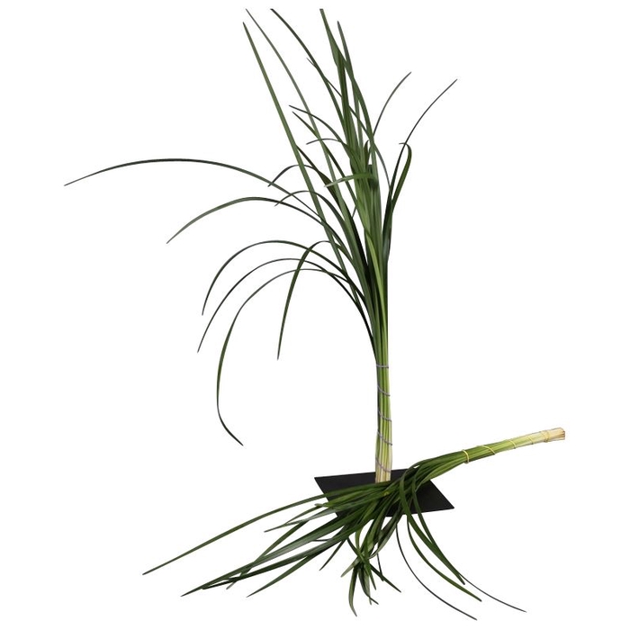 <h4>Lilygrass</h4>