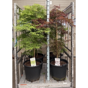 ACER OV