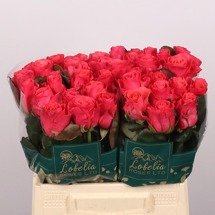 <h4>R GR PINK TACAZZI+</h4>