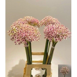 Allium Silverspring