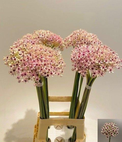 <h4>Allium Silverspring</h4>