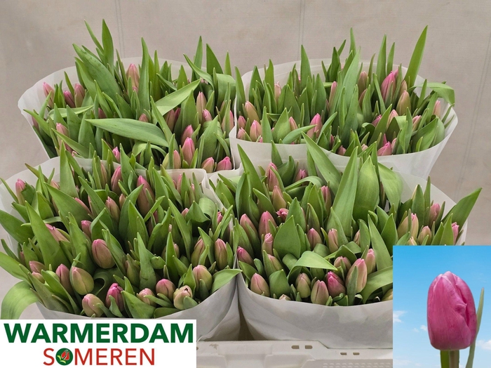 <h4>TU EN JUMBO PINK</h4>