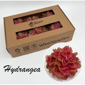 Zijde Wax-Hydrangea Hydr Wax Zijde Rose