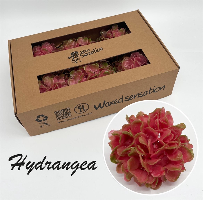 <h4>Zijde Wax-Hydrangea Hydr Wax Zijde Rose</h4>