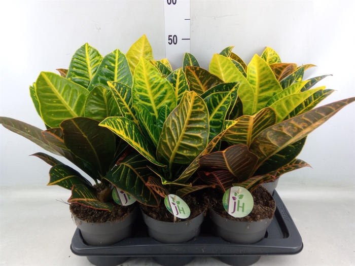 <h4>Codiaeum var. GR 'Petra'</h4>