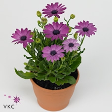 Osteospermum Dark Pink