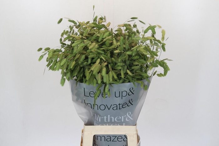 <h4>CHASMANTH LATIFOLIUM</h4>