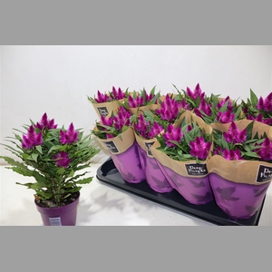 Cel Deep Purple