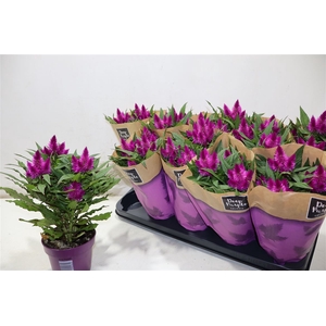Cel Deep Purple