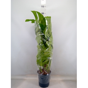Monstera pertusum