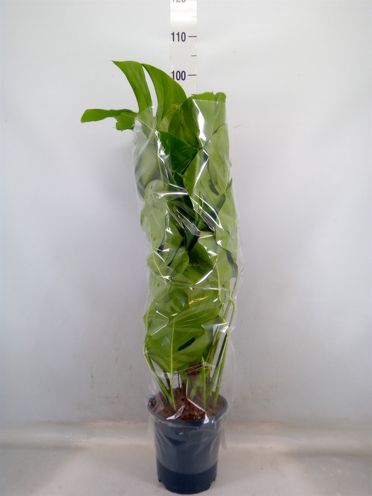 <h4>Monstera pertusum</h4>