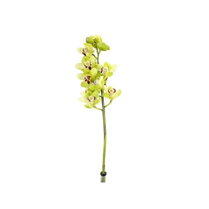 CYMBIDIUM HT MIN 9 FLS VERDE