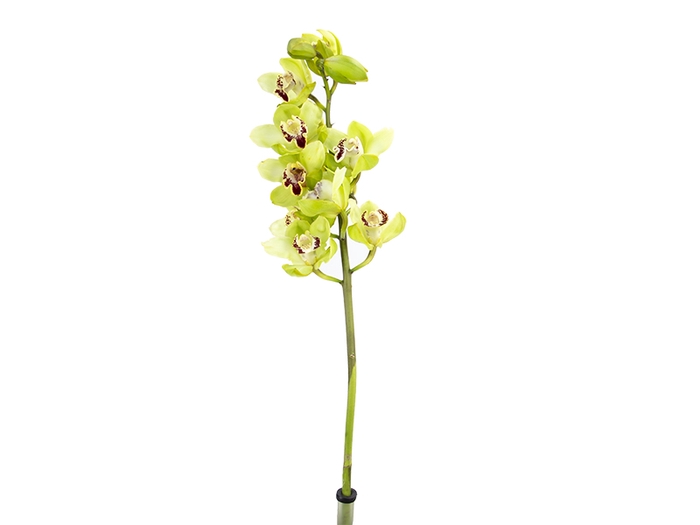 CYMBIDIUM HT 10/14 FLS VERDE