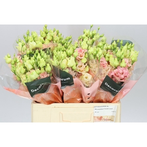 Eust Du Corelli Coral 60cm