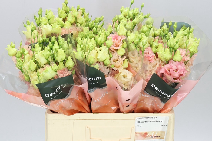 <h4>Eust Du Corelli Coral 60cm</h4>