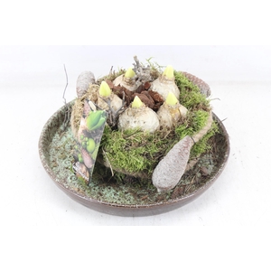 arr4 Hyacint MB - Luxe schotel mosbol L x2