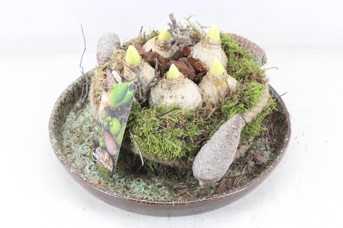 <h4>arr4 Hyacint MB - Luxe schotel mosbol L x2</h4>