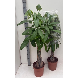 PACHIRA AQUATICA