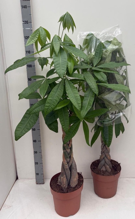 <h4>PACHIRA AQUATICA</h4>