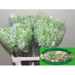 SYR V MME FL STEPMAN