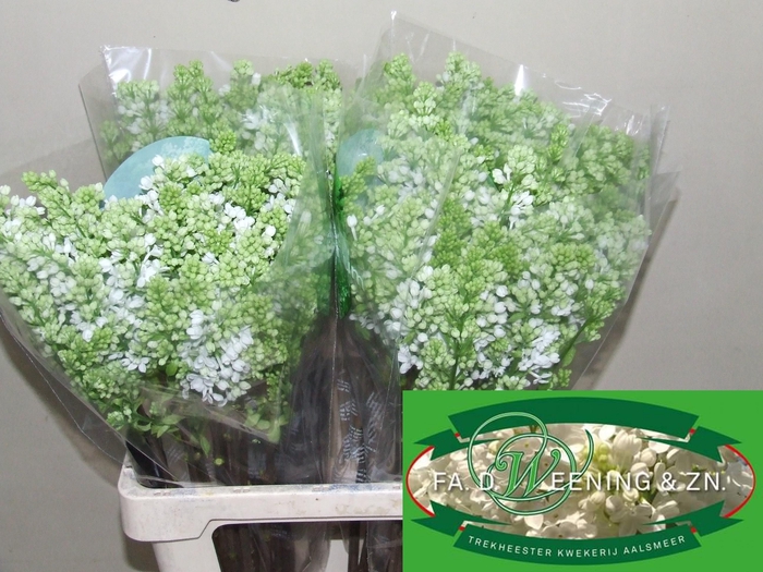 <h4>SYR V MME FL STEPMAN</h4>