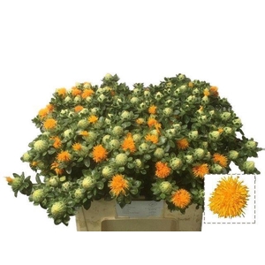 CARTH T ORANGE GRENA