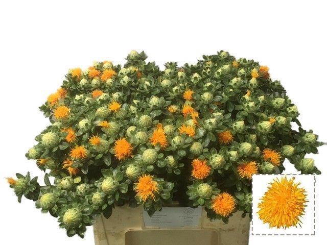 <h4>CARTH T ORANGE GRENA</h4>