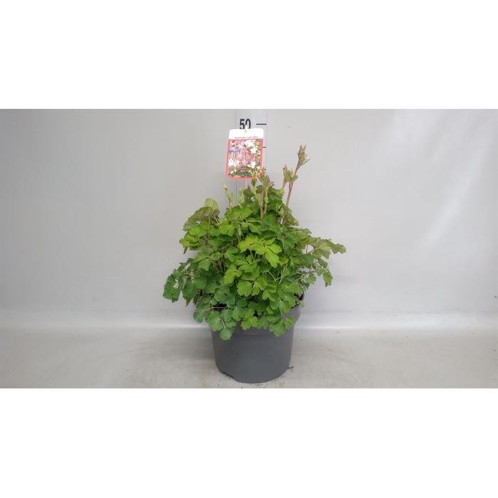 <h4>Aquilegia vulg.</h4>