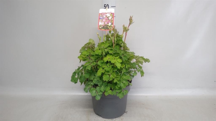 <h4>Aquilegia vulg.</h4>