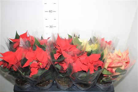 <h4>Euphor P Gem 2+</h4>