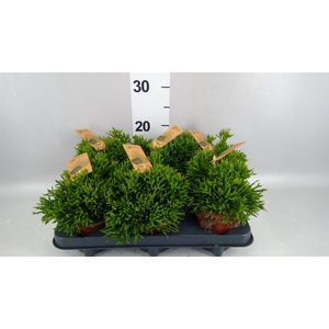 Rhipsalis   ...