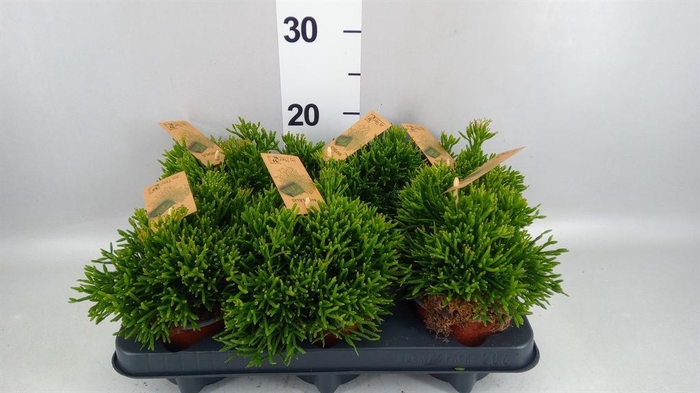 <h4>Rhipsalis   ...</h4>