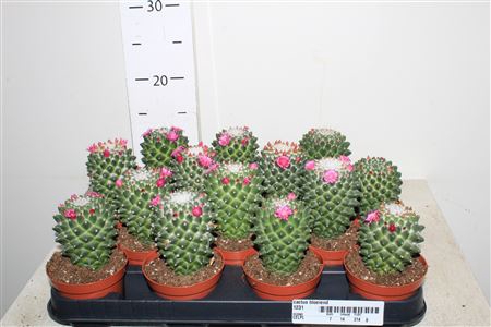 Cactus Bloeiend