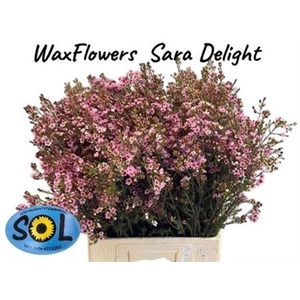 Chame Sarahs Delight