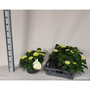 HYDR M CRYSTAL PALAC