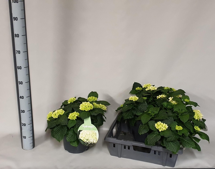 <h4>HYDR M CRYSTAL PALAC</h4>